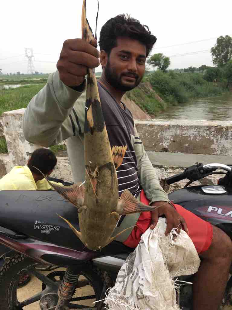 インド釣査144 ここにはいないはずの魚 桜フィッシングクラブ