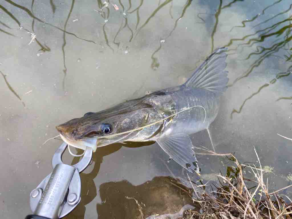 インド釣査255 21年初魚はあの魚 桜フィッシングクラブ