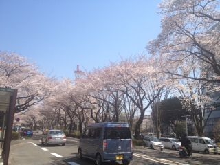 さくらがおか江曽島のblog 鹿沼のグルメ通りは 満開です