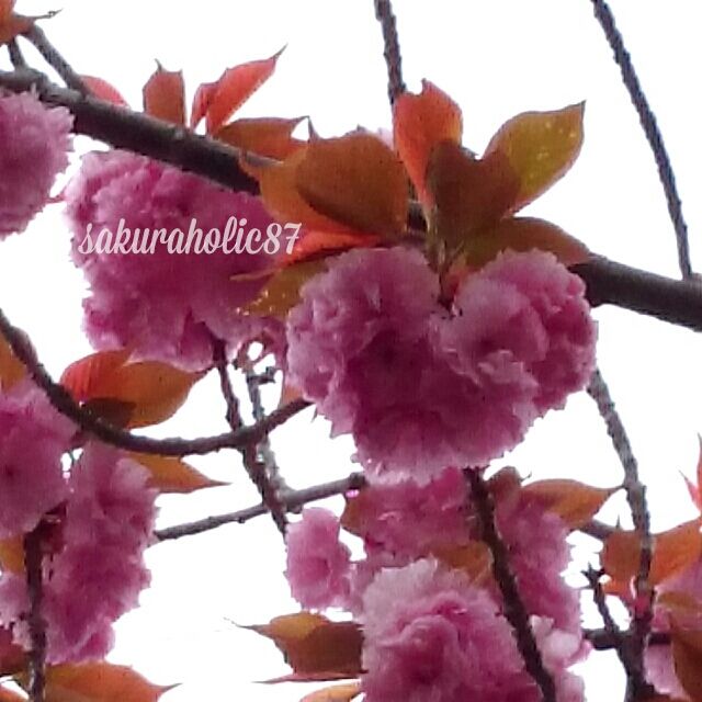 もこもこハート桜 ゆるふわ雑記 もこもこハート桜 ゆるふわ雑記