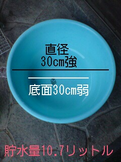 金魚の飼い方 新しい金魚投入編 花魁金魚