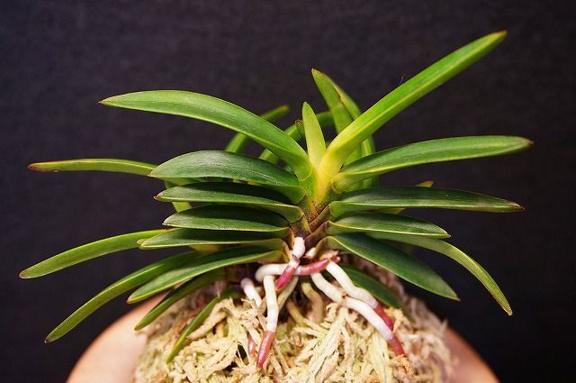 憧の縞！ : 桜井園芸ぶろぐ～富貴蘭のアレこれ～