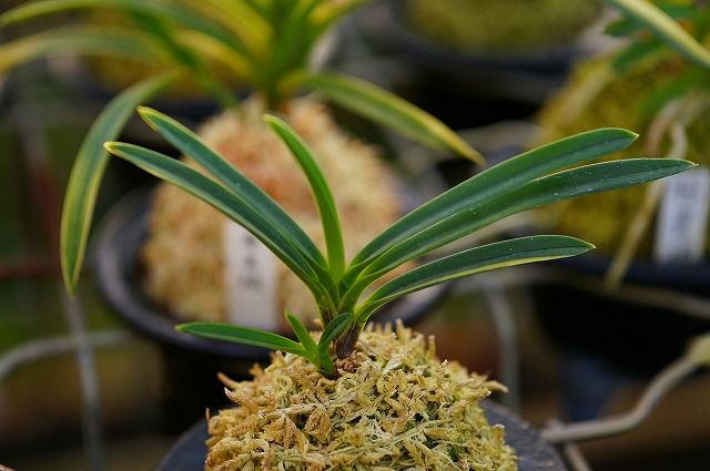 富貴蘭 翡翠白縞