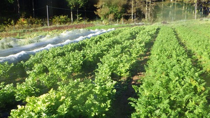 c5436e196d08af06bce628b8efa137f72_4620693218550460608_201015_5