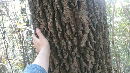 o0917051514386047579