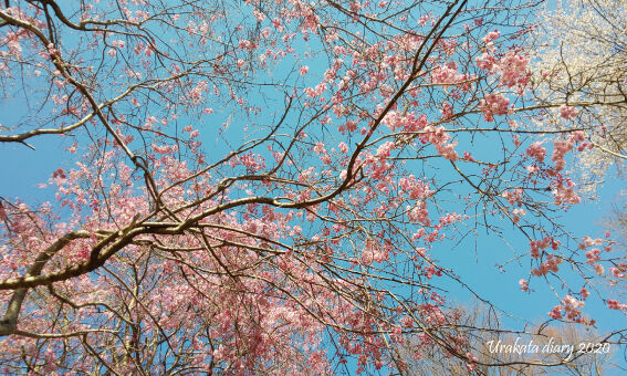 桜を見上げる ウラカタ日記