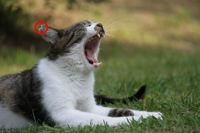 さくらねこ叫ぶ 公財 どうぶつ基金 出張手術