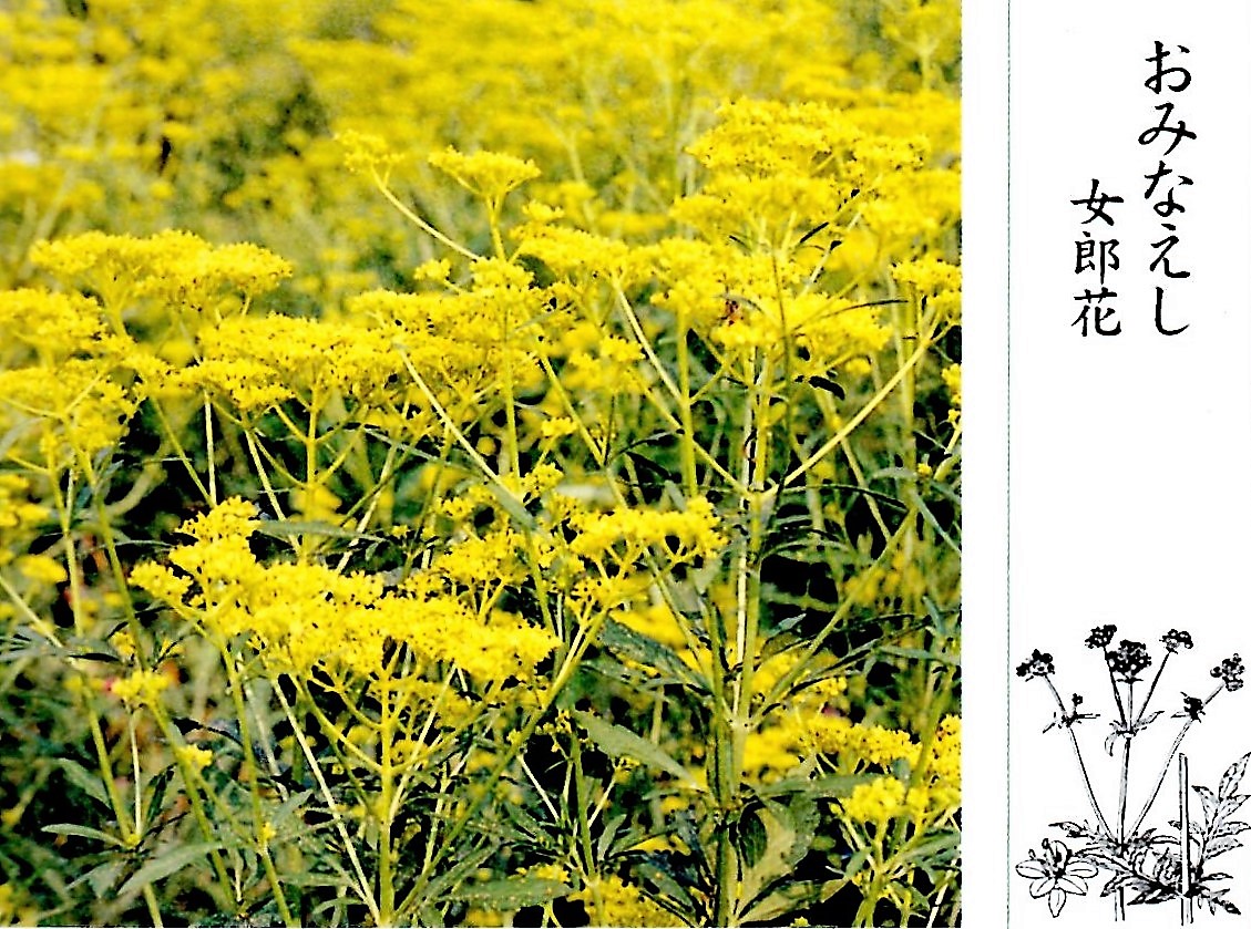 秋の野に なまめき立てる 女郎花 あなかしがまし 花もひと時 名歌鑑賞のブログ