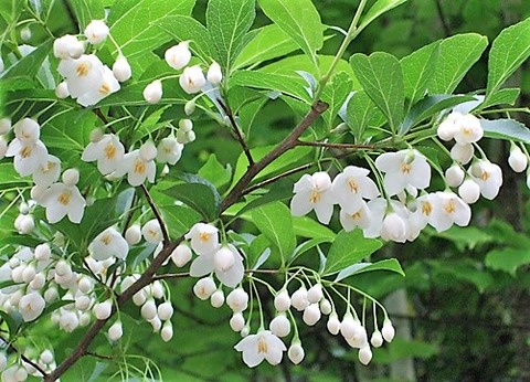 名歌鑑賞 何の木の花とは知らず匂ひかな 名歌鑑賞 何の木の花とは知らず匂ひかな