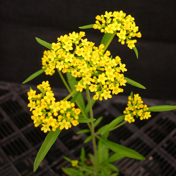 名歌鑑賞 咲きにけり くちなし色の 女郎花 言わねどしるし 秋のけしきは