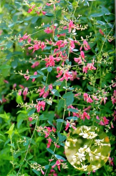 和歌 短歌 俳句 名歌鑑賞のブログ