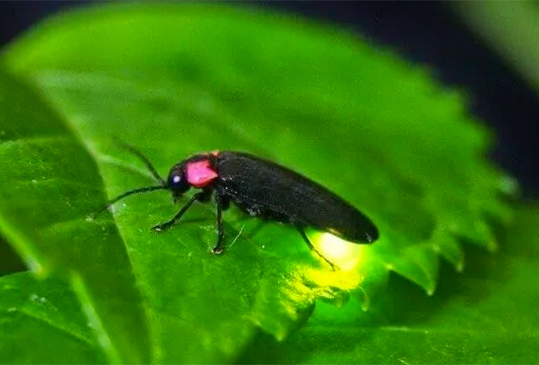 草づたふ 朝の蛍よ みじかかる われのいのちを 死なしむなゆめ 名歌名句鑑賞のblog