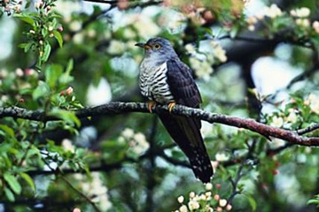 わが心 いかにせよとて 時鳥 雲間の月の 影に鳴くらむ 名歌鑑賞のブログ わが心 いかにせよとて 時鳥 雲間の月の 影に鳴くらむ 名歌鑑賞のブログ