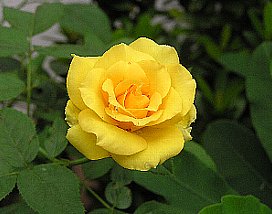 名歌鑑賞 ためらいも なく花季と なる黄薔薇 何を恐れつつ 吾は生き来し