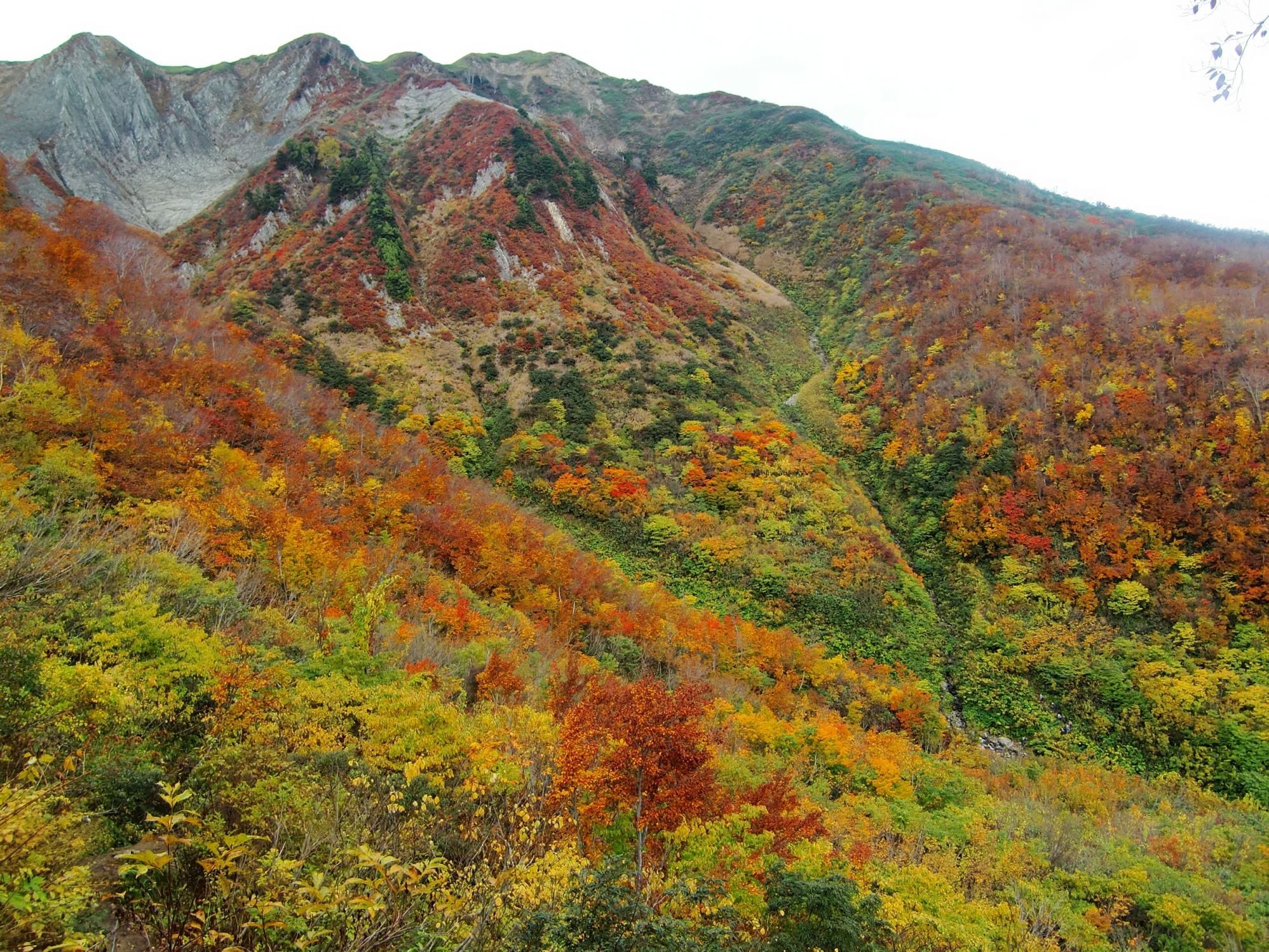 名歌鑑賞 あしびきの 山下光る 黄葉の 散りの乱ひは 今日にもあるかも
