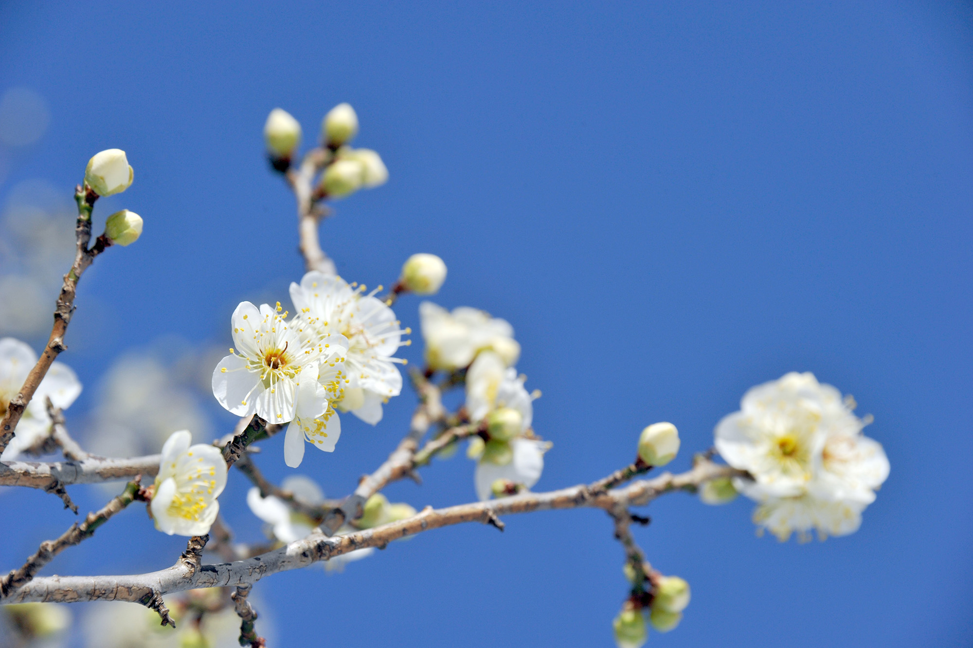 名歌鑑賞 春の夜の 闇はあやなし 梅の花 色こそ見えね かやはかくるる