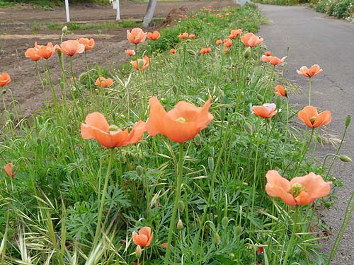 ひなげしの 咲く日となりて その上の そよ風ほどに なつかしきひと 名歌鑑賞のブログ