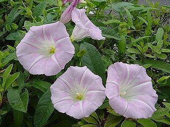 1087 昼顔や どちらの露の 情けやら 名歌鑑賞のブログ