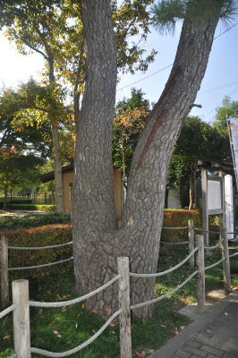 名歌鑑賞 武隈の 松は二木を みやこ人 いかがととはば みきとこたへん