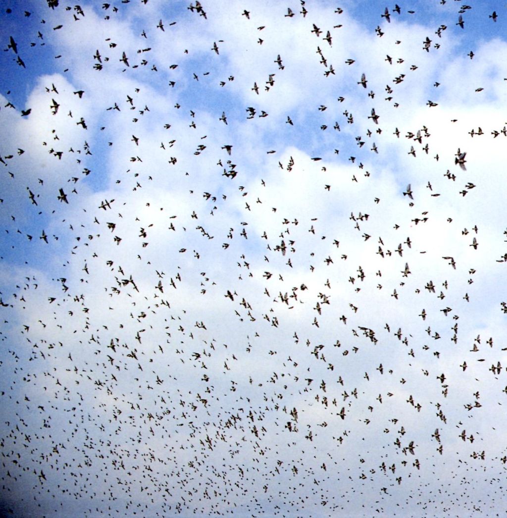 281 天飛ぶや 雁の翼の 覆ひ羽の いづく洩りてか 霜の降りけむ 名歌鑑賞のブログ 281 天飛ぶや 雁の翼の 覆ひ羽の いづく洩りてか 霜の降りけむ 名歌鑑賞のブログ