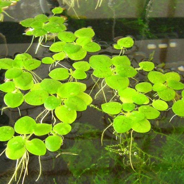 1044 わびぬれば 身を浮き草の 根をたえて 誘ふ水あらば いなむとぞ思ふ 名歌鑑賞のブログ 1044 わびぬれば 身を浮き草の 根をたえて 誘ふ水あらば いなむとぞ思ふ 名歌鑑賞のブログ