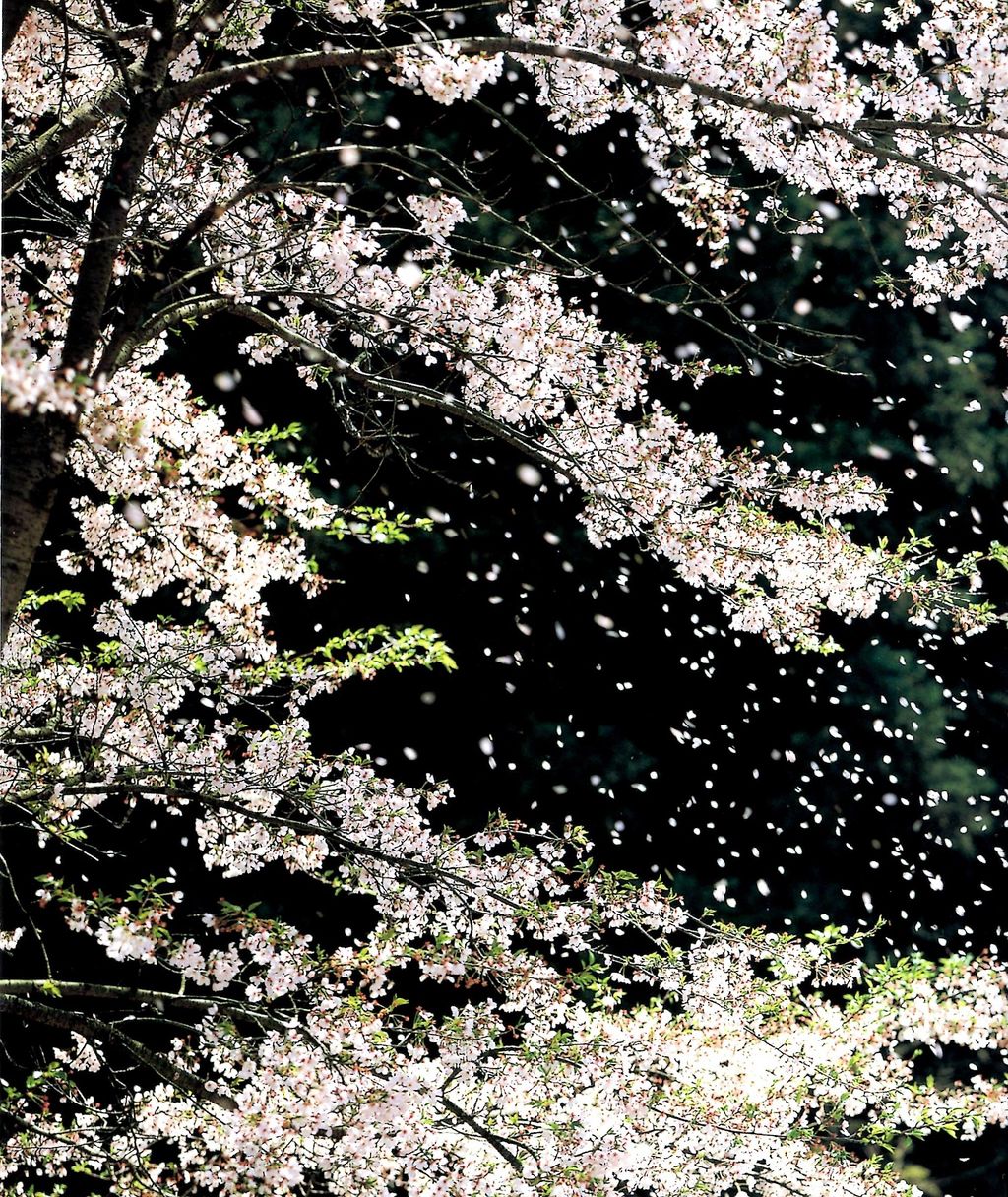 197 散る桜残る桜も散る桜 名歌鑑賞のブログ 197 散る桜残る桜も散る桜 名歌鑑賞のブログ