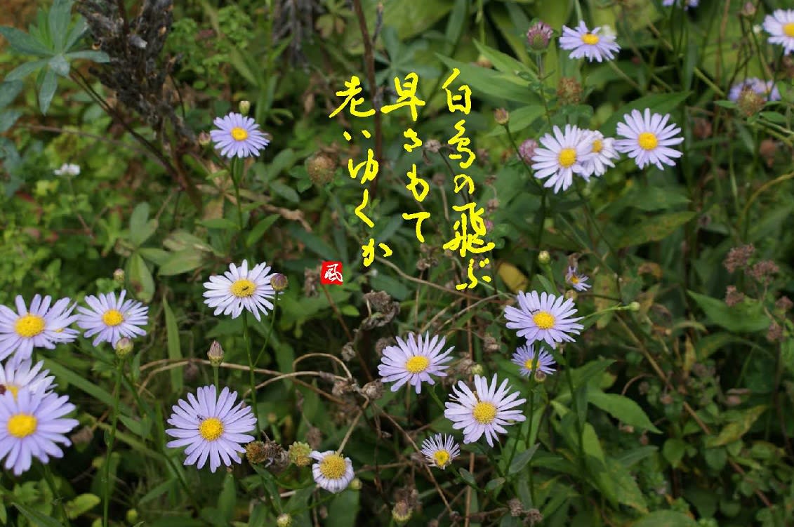 1054 まれにあふ 昔の友を鏡にも 老いのすがたぞ いとどしらるる 名歌鑑賞のブログ