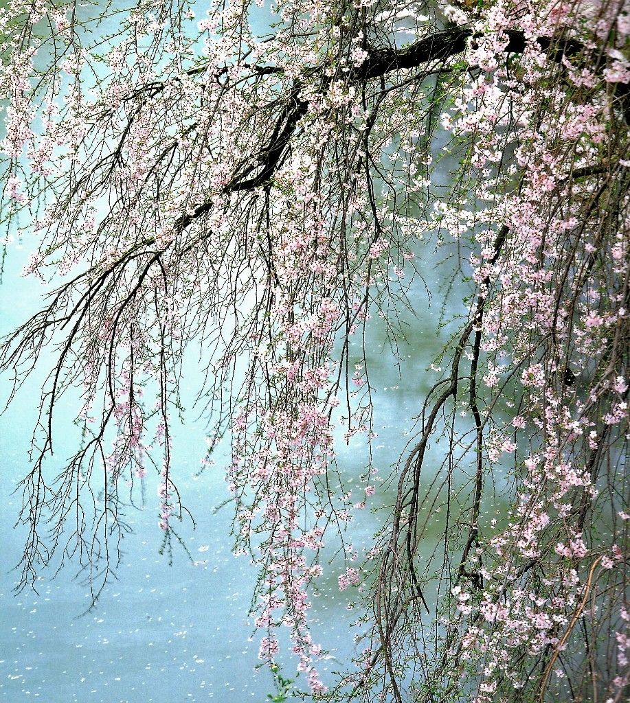 051 梅が香を さくらの花に 匂はせて 柳の枝に 咲かせてしがな 名歌鑑賞のブログ