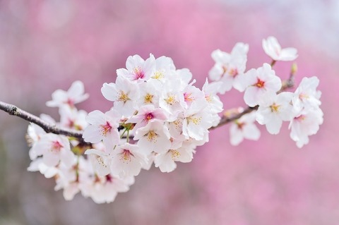 うたい去りし花