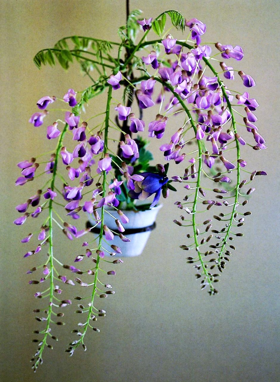 里帰り　藤の小ぶり花瓶 里帰り 藤の小ぶり花瓶