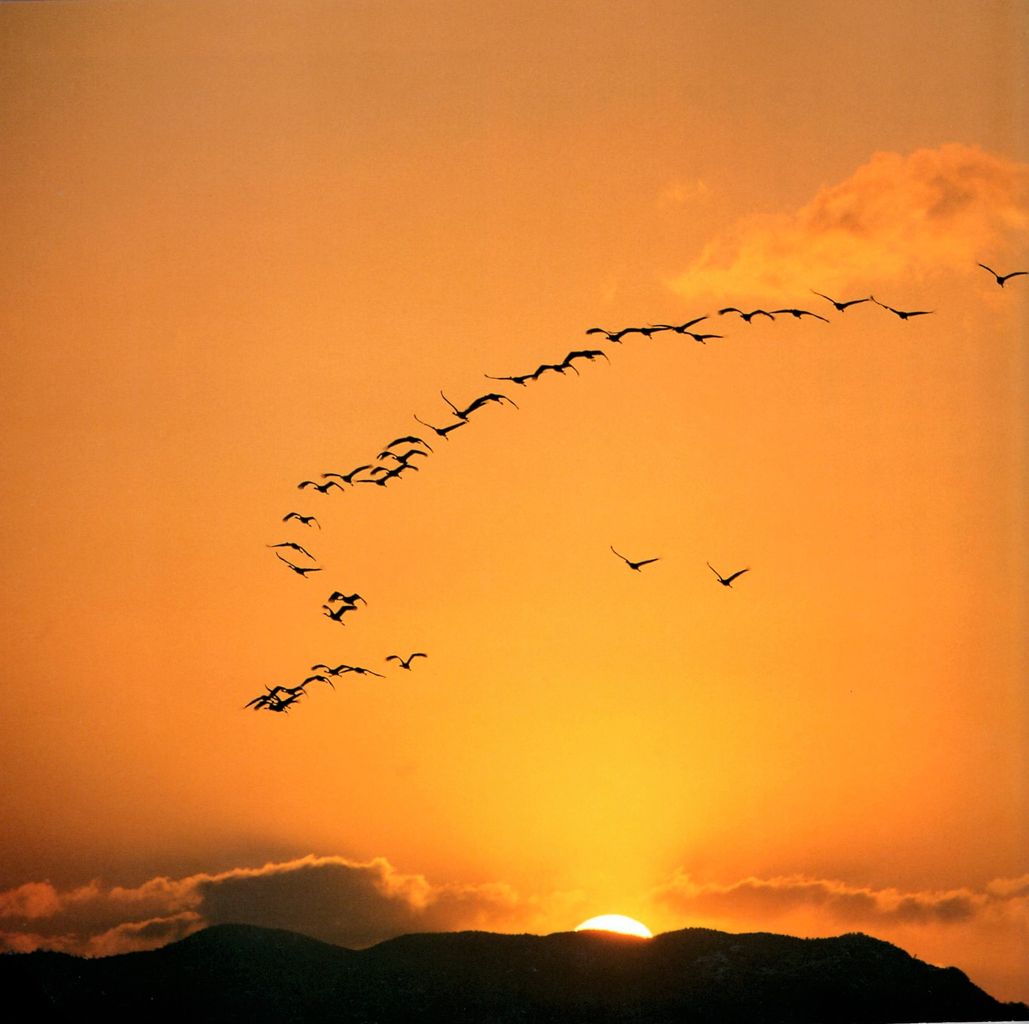 我のみぞ 憂きと思へど 雲いにも 雁鳴きわたる 秋の夕暮れ : 名歌鑑賞