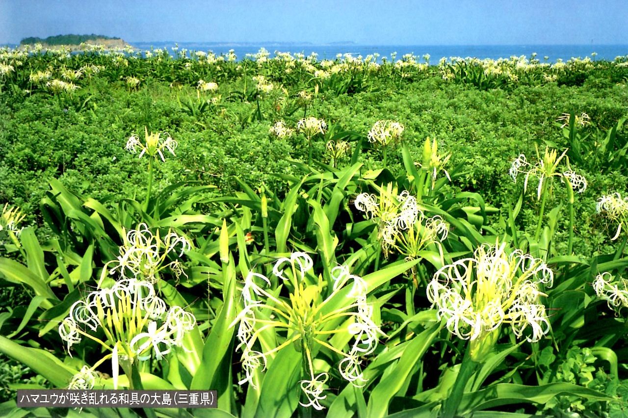 名歌鑑賞 み熊野の 浦の浜木綿 百重なす 心は思へど 直に逢はぬかも
