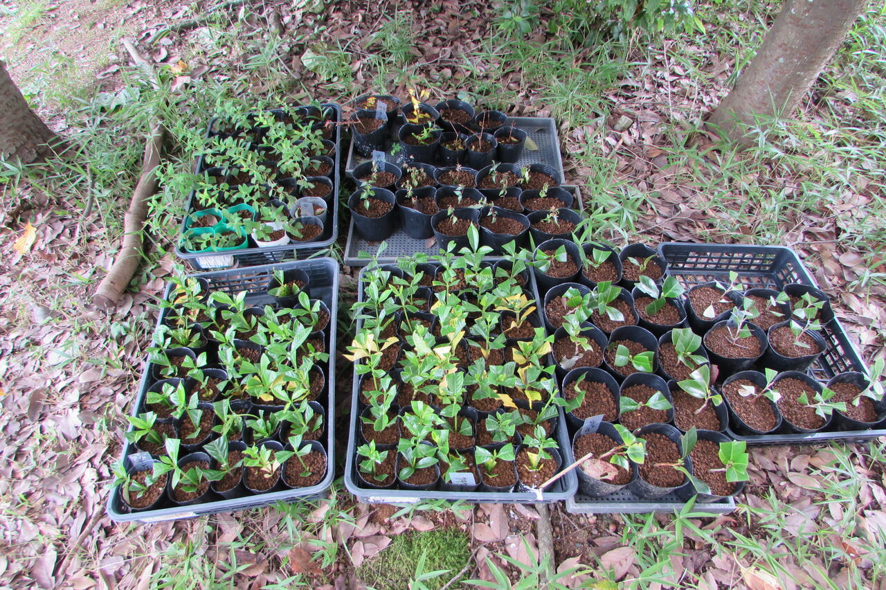 クチナシ キンシバイなどの挿し木と経過 桜が丘のさくら守ブログ