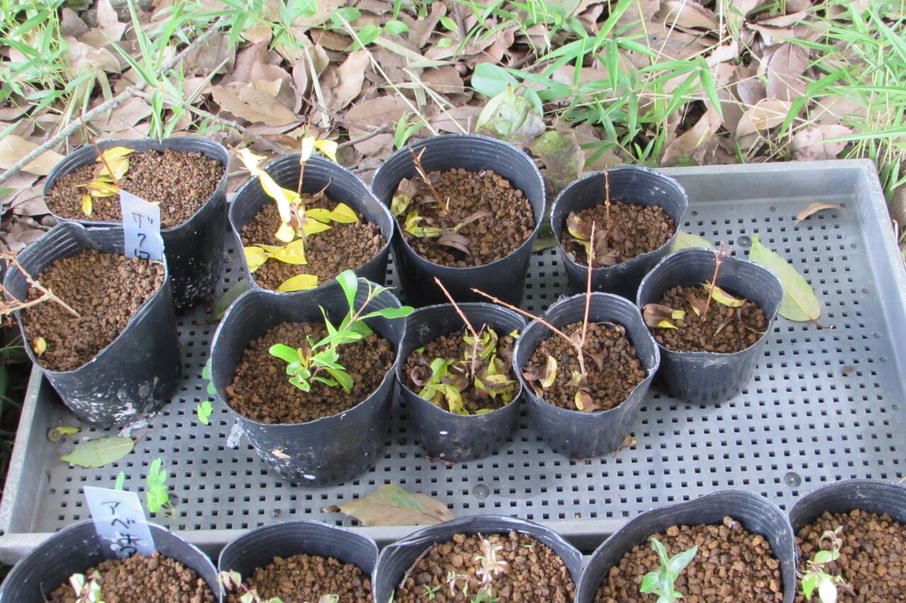 クチナシ キンシバイなどの挿し木と経過 桜が丘のさくら守ブログ