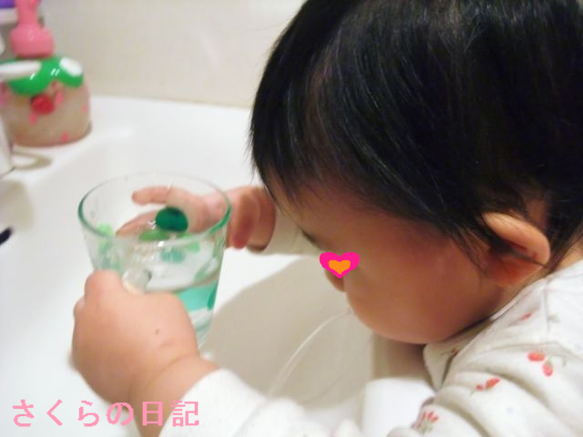 モカ1歳8ヶ月 成長記録 ゚ さくらの日記 ゚ モカ1歳8ヶ月 成長記録 ゚ さくらの日記 ゚