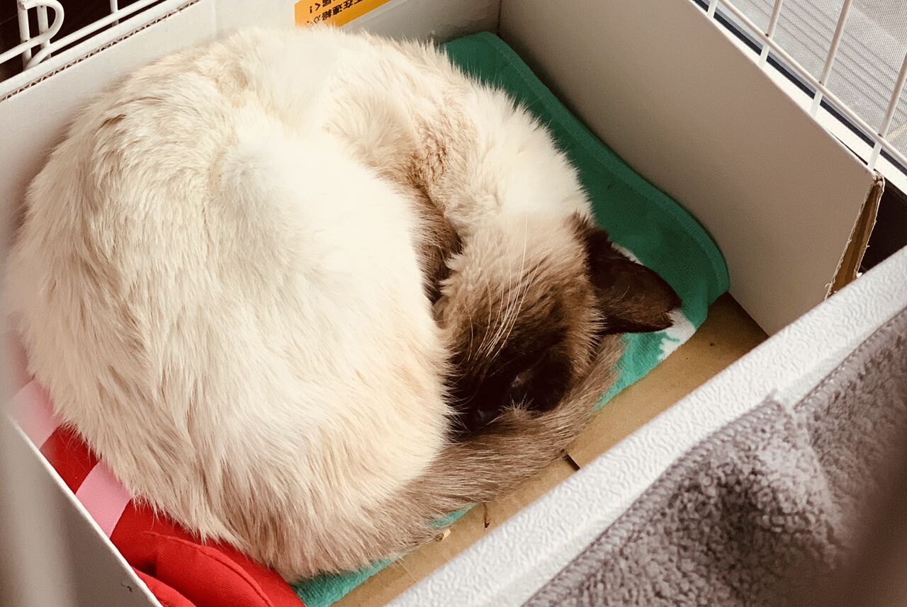 猫の夜鳴きのこと さくらねこ チャンプ と まんじゅう 猫の夜鳴きのこと さくらねこ チャンプ と まんじゅう