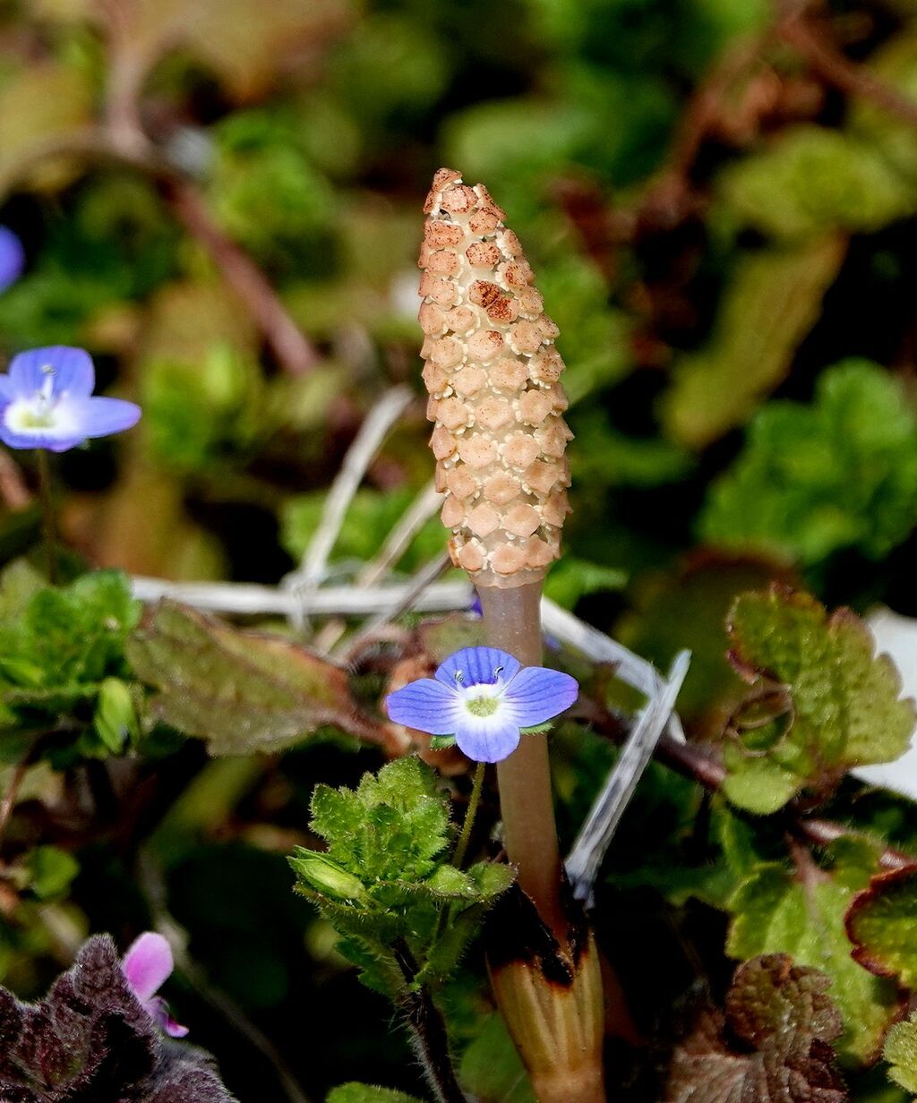 春の匂い つくしんぼとオオイヌノフグリ 桜鼠日記