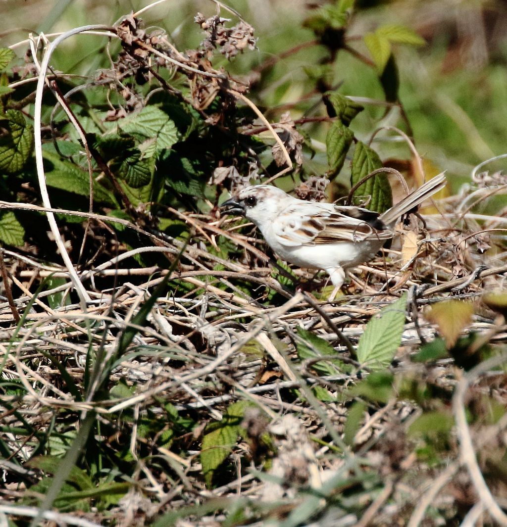 雀 アルビノ 桜鼠日記