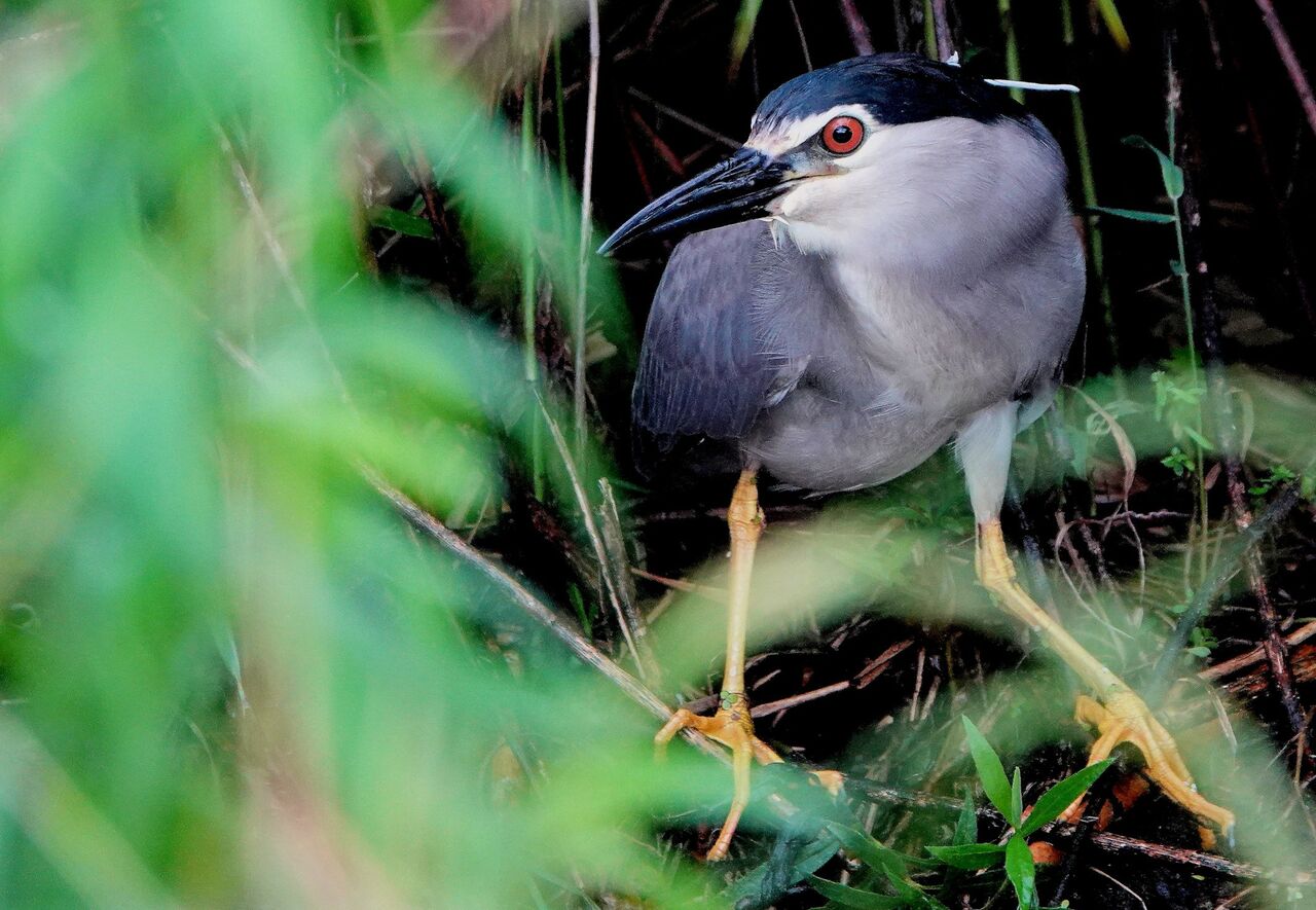 五位鷺 桜鼠日記
