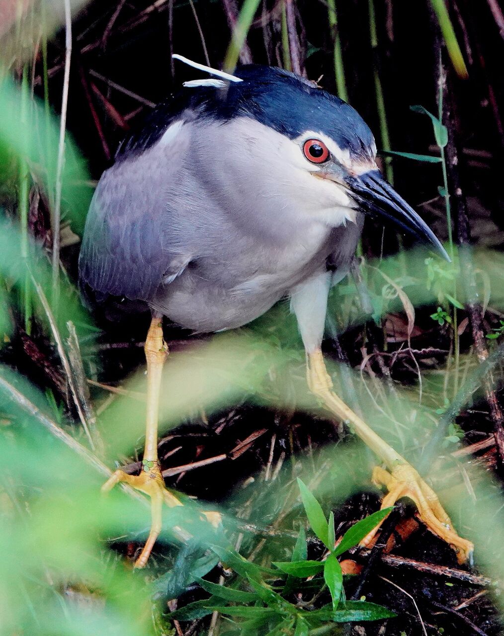 五位鷺 桜鼠日記