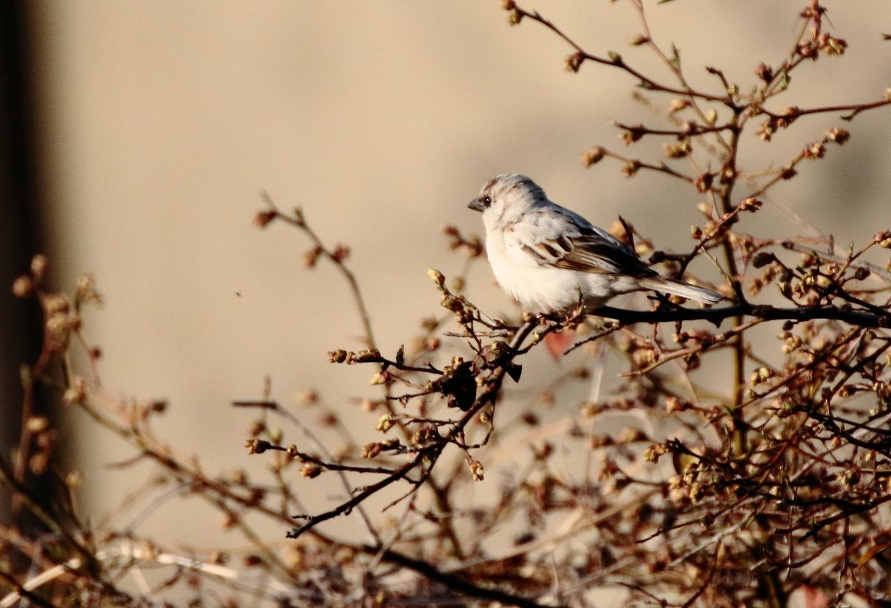 雀 アルビノ 桜鼠日記