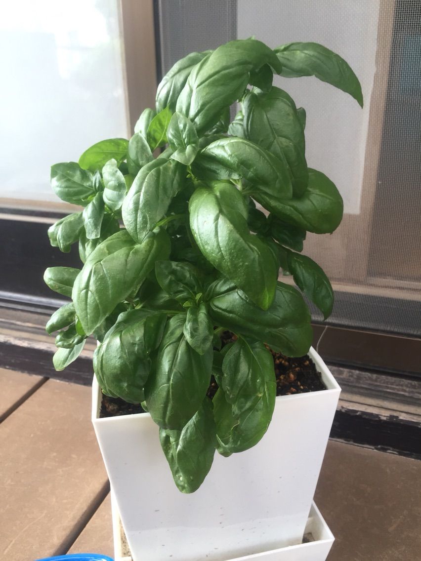 １００均プランターでバジルを育てよう やんまーの保育製作日記