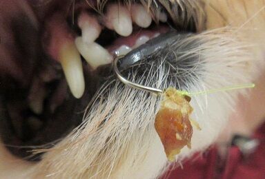 釣り針に注意 さくらペットクリニック病院長ブログ 釣り針に注意 さくらペットクリニック病院長ブログ