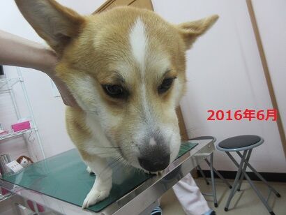 病院犬ベックの顔が さくらペットクリニック病院長ブログ 病院犬ベックの顔が さくらペットクリニック病院長ブログ