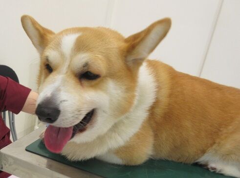 病院犬ベックの顔が さくらペットクリニック病院長ブログ 病院犬ベックの顔が さくらペットクリニック病院長ブログ