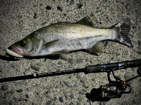 3日目のヒラスズキ_1