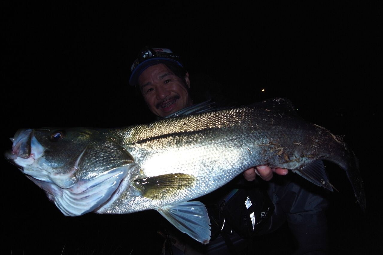 秋の遠賀川 狙うはランカーシーバス Sakura Lure Division 釣行記