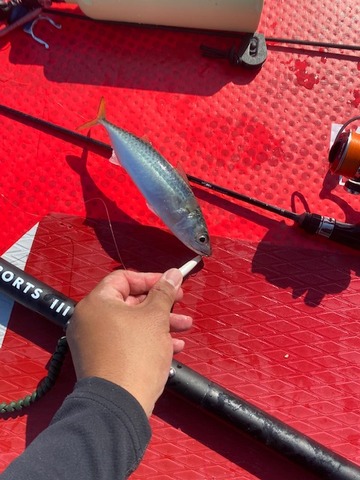 サバ＆タックル