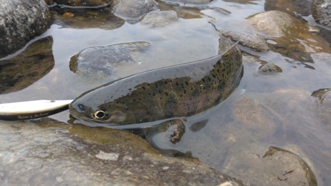 IMG_20240618_053531 (1)