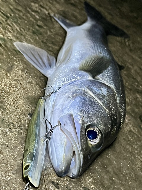 レポートの釣行より前の小鱸